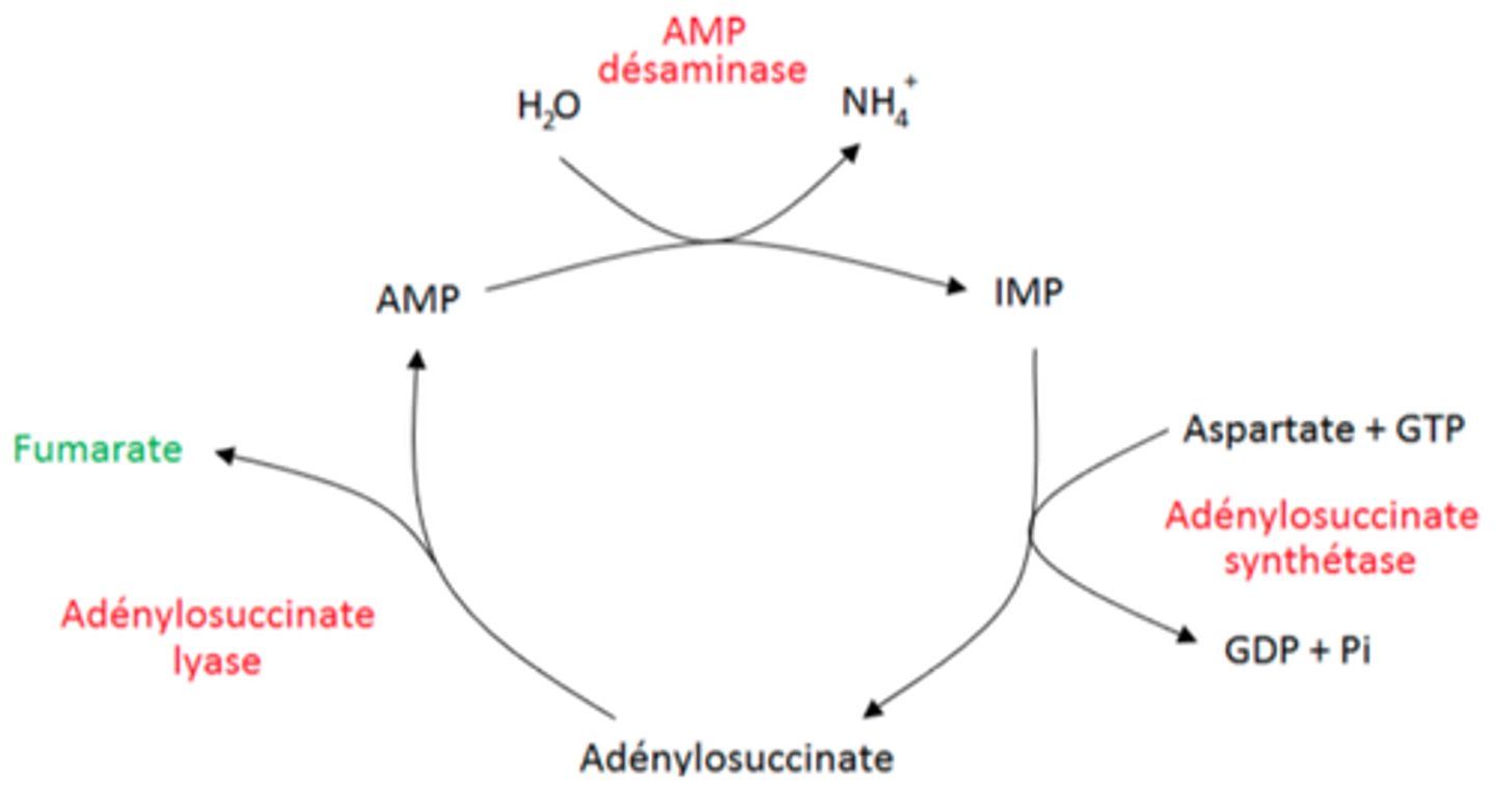<p>utilisation du fumarate produit par le cycle des nucléotides puriques par le MUSCLE</p><p>=&gt; + d'intermédiaire du cycle citrique</p>