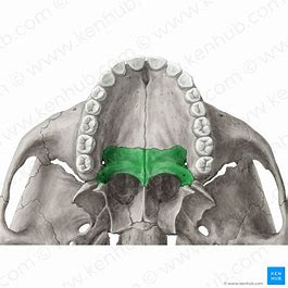 <p>What facial bone is this?</p>