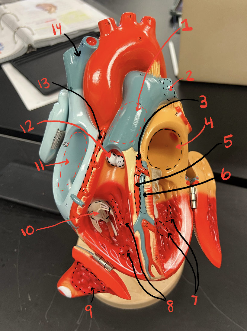 <p>11</p>