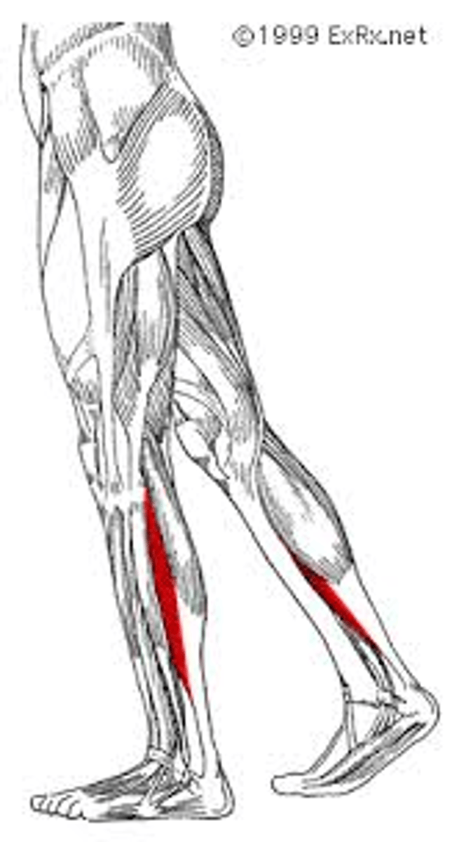 <p>posterior, calf muscle deep to gastrocnemius</p>