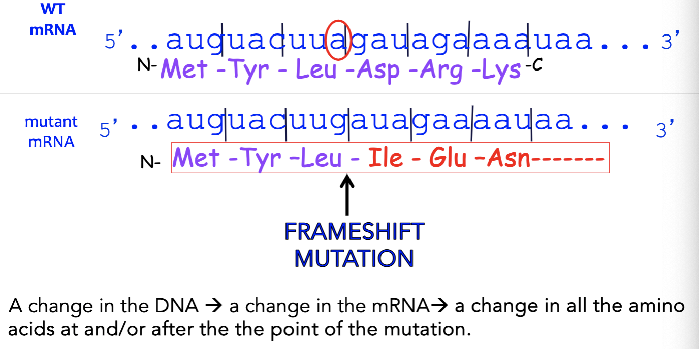 <p>frameshift</p>