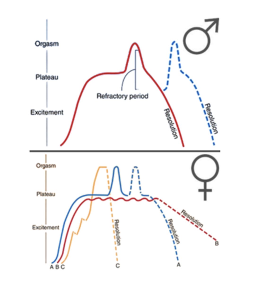 <p>Arousal: Several minutes to hours</p><p>Plateau: A few minutes</p><p>Orgasmic: A few seconds</p><p>Resolution: A few hours</p>