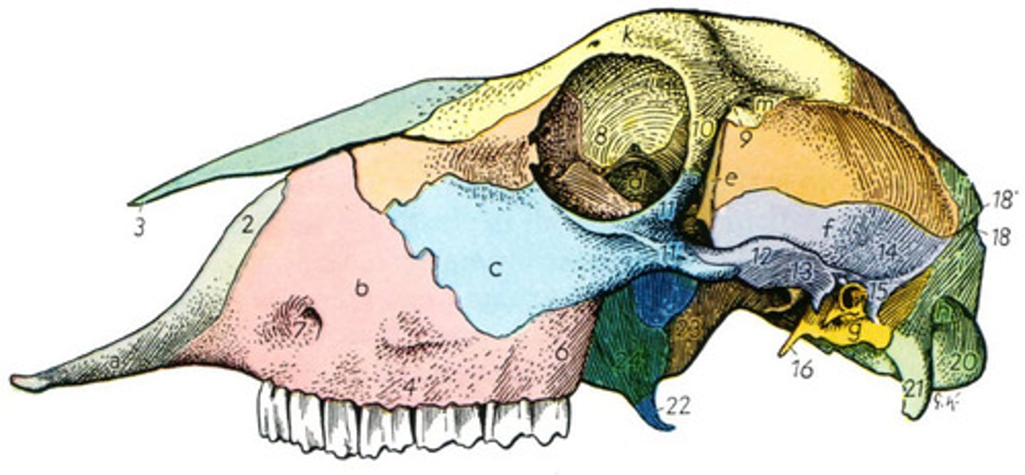 <p>What animal skull is this?</p>