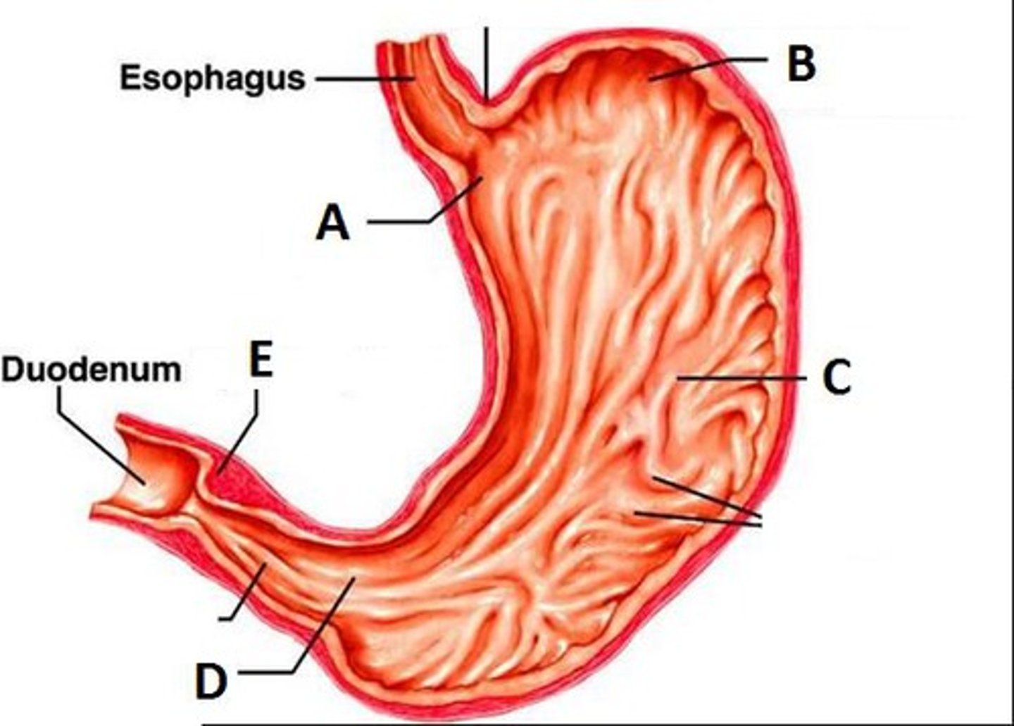 <p>E</p>
