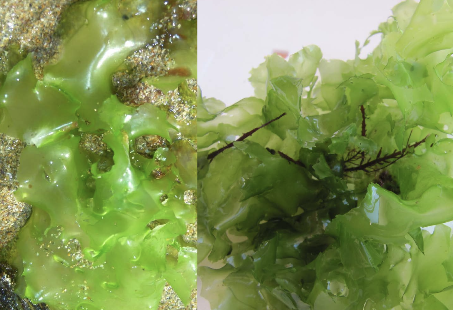 <p>Identificar la alga</p>