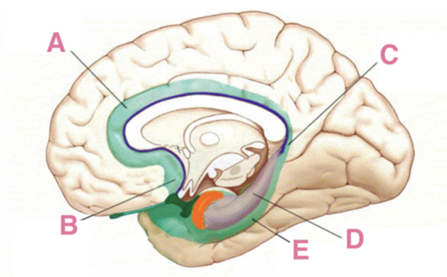 <p>hippocampus</p>