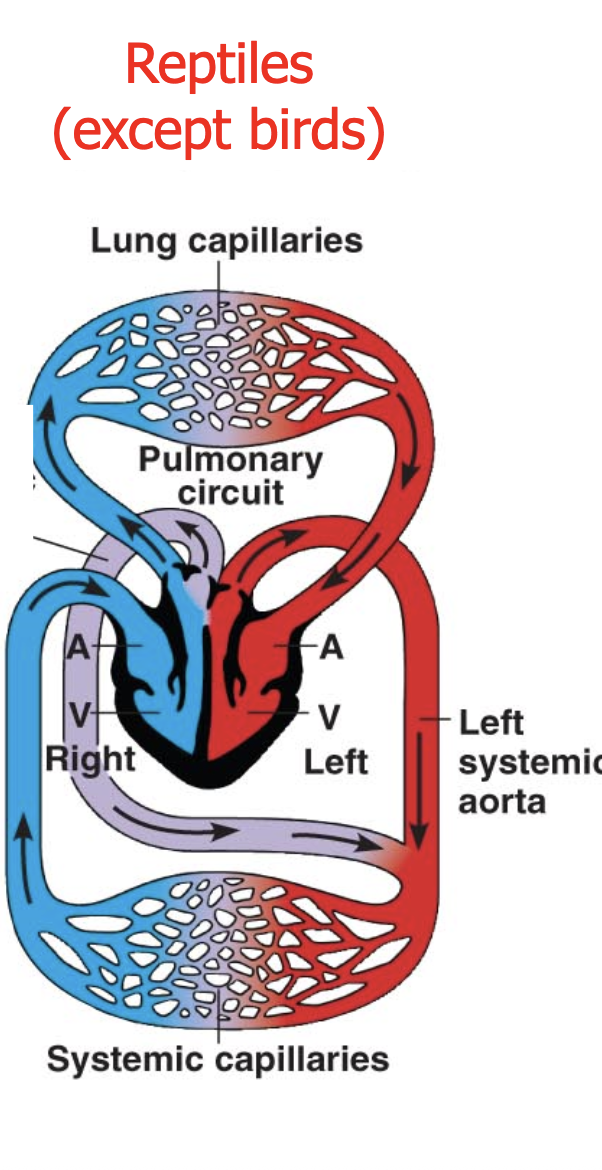 <p><strong>‘4 chambered heart’ with an alternative circuit</strong></p><p>blood can be shunted to the respritory surfaces (lungs) for when pressursized blood is needed (out of water)</p><p>OR if not needed…that valve closed and blood is just pumped to body for when they go back underwater</p>