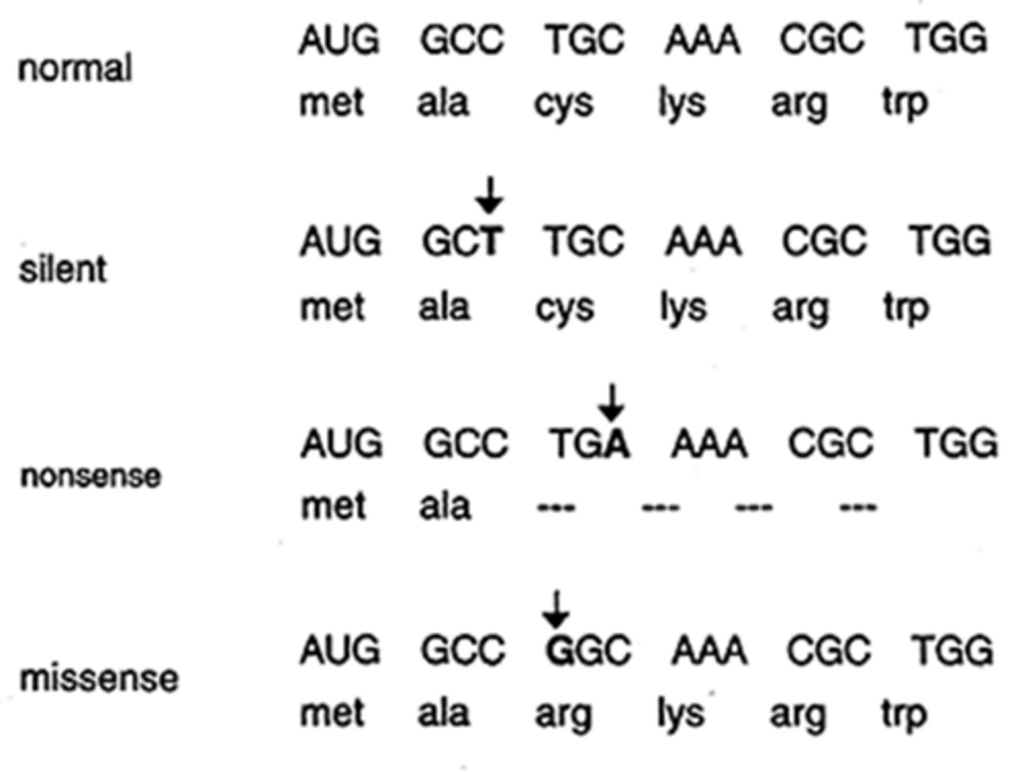 <p>Mutation that does not change the amino acid sequence.</p>