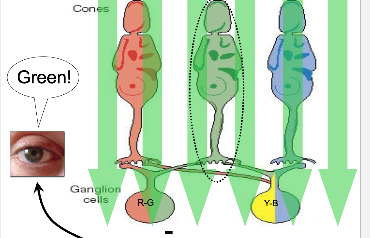 <ul><li><p>Green light-&nbsp; activates green cone-&gt;inhibits red/green ganglion cell -&gt; interprets as green</p></li></ul>