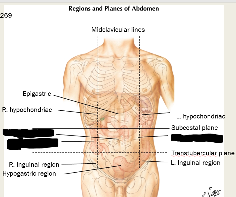 <p>label these three regions between the subcostal and transtubercular planes<br></p>