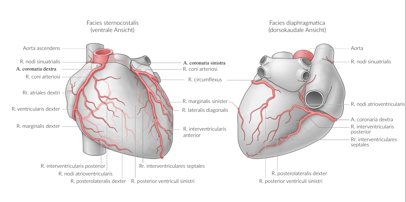 <p>A. Proximal occlusion of the right coronary artery (A. coronaria dextra) in a normal supply type</p>
