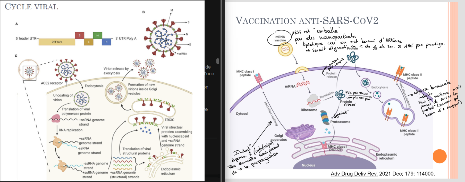 <p>2 à 10% des <strong><em><u>rhumes</u></em></strong>, épidémies et réinfections</p><p>= Syndrome respiratoire aigu sévère (SRAS) = Severe acute respiratory syndrome (SARS)</p><ul><li><p>Virus enveloppé (avec protéines SPIKE), ARN de 30.000 pb, polarité positive</p></li><li><p>! Résiste > 24h sur surface externe (contre-intuitif car enveloppé, mais du coup ne résiste pas au gel hydroalcoolique)</p></li><li><p>Réservoir animal (civettes, chauves souris)</p></li></ul><p></p><p>Cycle viral (image)</p><p></p><p>Clinique =</p><p>Signe radiologique de pneumonie, fièvre, …</p><p>Incubation de 3-10j, mortalité de <strong>10%</strong></p><p></p><p>Prophylaxie =</p><ul><li><p>Masques</p></li><li><p>Lavage des mains, poignées de portes, boutons d’ascenseurs, …</p></li></ul><p></p><p>traitement =</p><p>Recommandations de l’OMS: administration (par voie intraveineuse ou orale) de corticostéroïdes systémiques pendant 7 à 10 jours chez les patients atteints d’une forme <strong>grave ou critique </strong>de la COVID 19 (les systèmes immunitaires ont une réaction trop forte, donc forte production de cytokines), et une recommandation conditionnelle de ne <strong><u>pas </u></strong>recourir à une corticothérapie pour le traitement des patients atteints d’une forme <strong>non sévère</strong> de la COVID 19.</p><p>Existe des Ac → Ac contre les cytokines “c’est une valeur sûre” (on a eu contre prot. SPIKE mais ces prot. mutent donc…) par contre c’est très cher</p><p></p><p>+vaccin à <strong><u>ARNm</u></strong> (qui code pour une protéine SPIKE), ! ARNm est TRES fragile (donc on le protège par des nanoparticules lipidiques (enveloppe les ARNm) qui va se faire phagocyter par une cellule dendritique et présentation par CMH de classe 1 (image 2)) → pas de protection très longue (surtout réponse cellulaire, un peu réponse humorale (permet de suivre l’immunité mais pas de protection contre l’infection, surtout protection contre les complications/la sévérité de l’infection), existe aussi vaccin avec <strong><u>vecteur viral</u></strong> (= virus non viral pour l’Homme à qui on fait exprimer des facteurs de virulence pour induire une réponse immunitaire visant le virus pathogène visé, → permet induire une réponse humorale plus durable mais plus de risque de complications,), vaccin <strong><u>virus inactivé</u></strong></p>