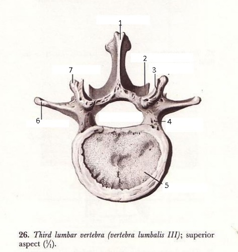 <p>selkänikamat</p>