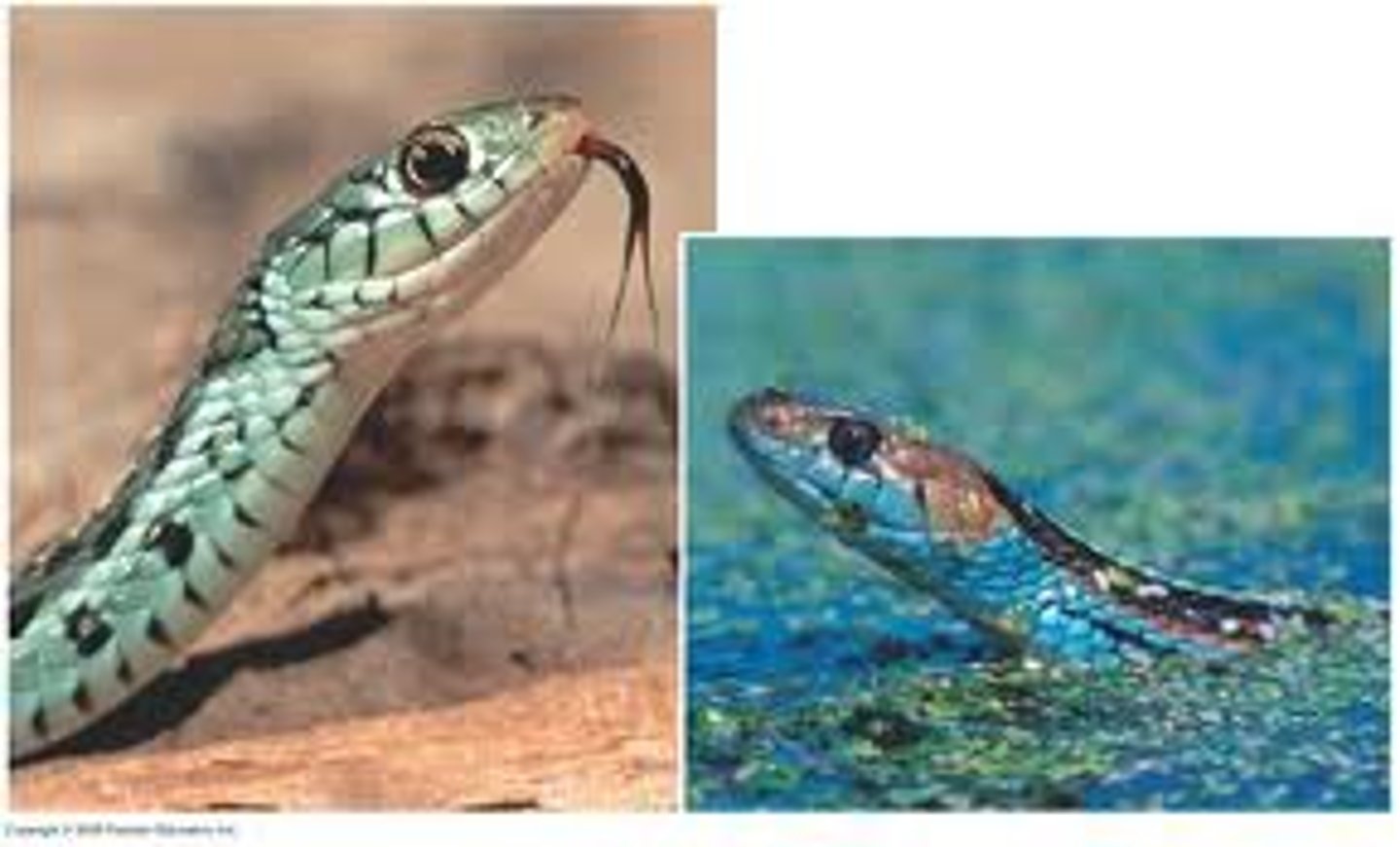<p>Two species encounter each other rarely, or not at all, because they occupy different habitats, even though not isolated by physical barriers</p>
