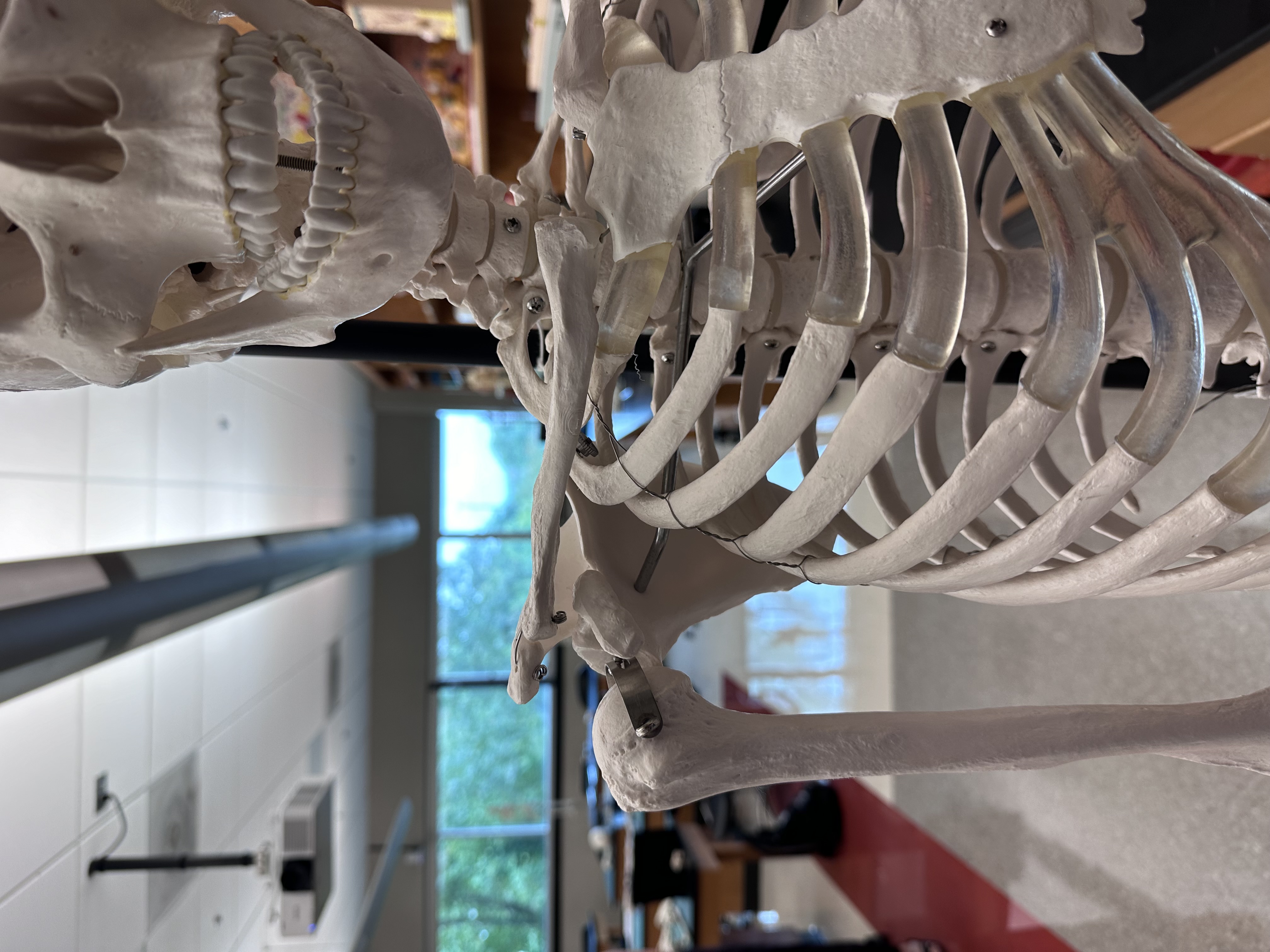 <p>Right scapula</p>
