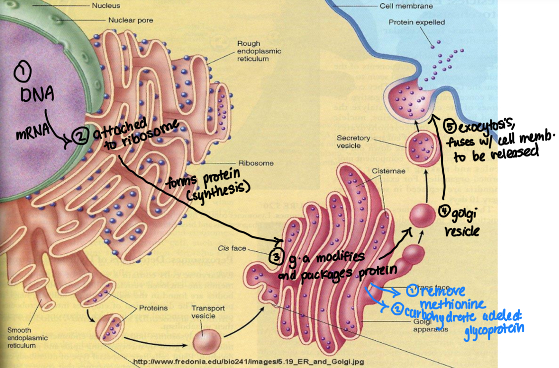 <p>Bulk transport processes</p>