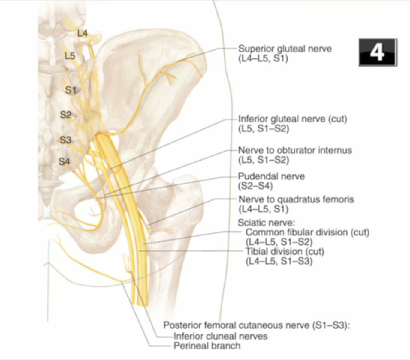 <p>superior gluteal nerve (L4-S1)</p>