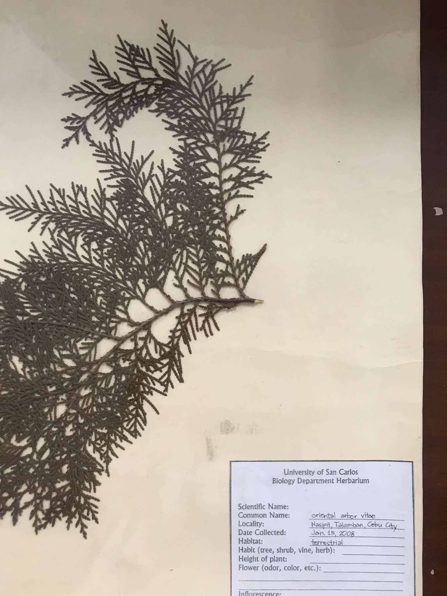 <p><em>Platycladus</em>; a monotypic genus of evergreen coniferous trees in the cypress family Cupressaceae</p>