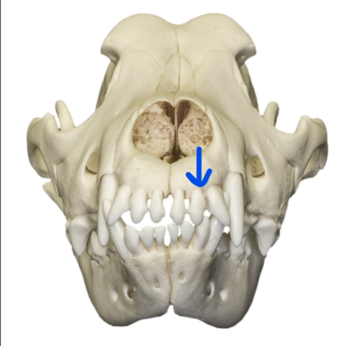 term image