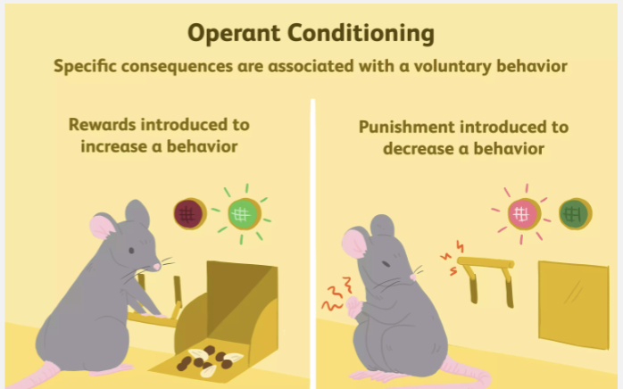 <p>Consequences or rewards are associated with certain behaviors </p><p>Rewards introduced to increase behavior</p><p>Punishment introduced to decrease behavior </p>
