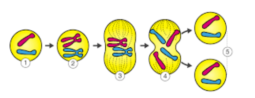 <p><span>The diagram shows mitosis. What is the result of mitosis?</span></p>