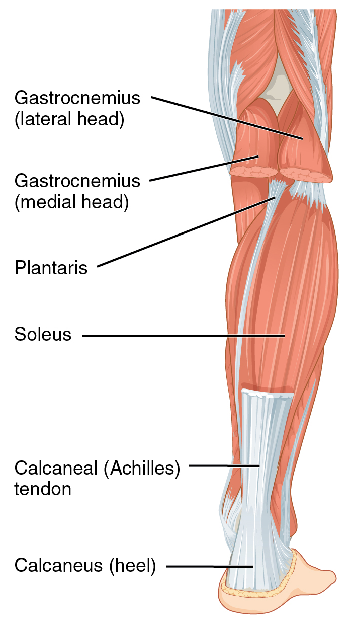 <p>calcaneal tendon</p>