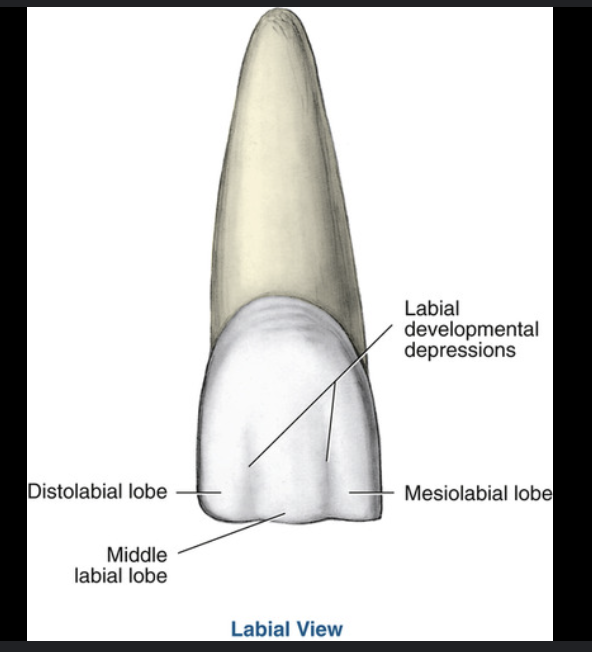 <p>2 straight shallow depressions from incisal ridge towards gingival and fade in middle 1/3</p>