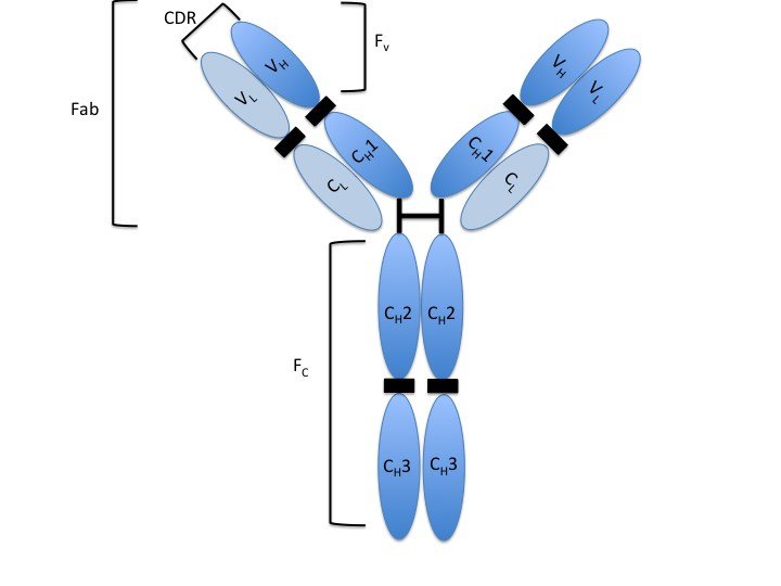 Monomer, 80% of total antibodies found, triggers complement system, bivalent, enhances phagocytosis, can cross placenta