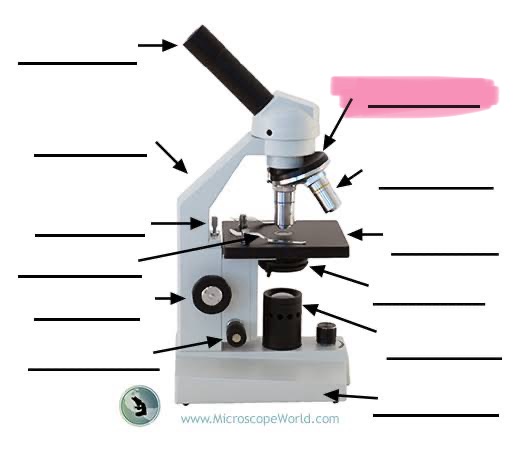 <p>label the highlighted </p>