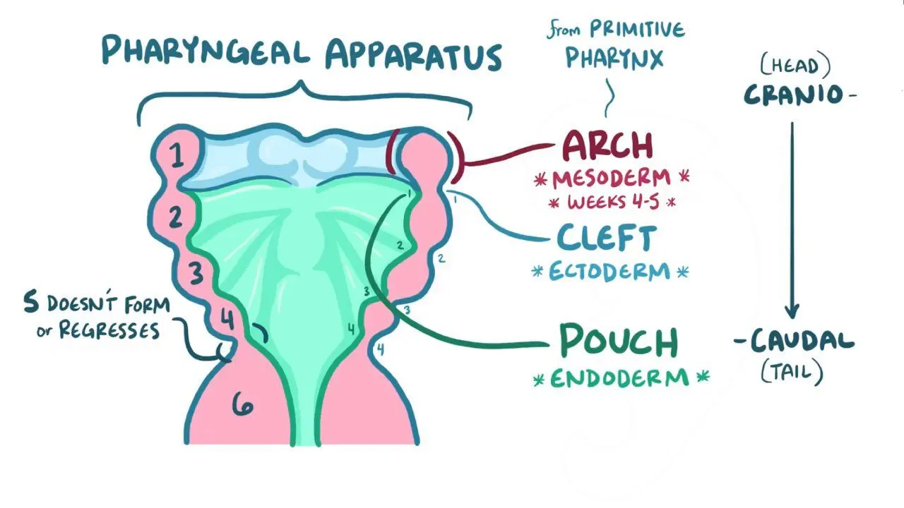 <ul><li><p>consists of arches 1-6, negating arch 5 as it goes away</p></li><li><p>begins development in week four due to embryonic folding</p></li><li><p>consists of arches, grooves, membranes, and pouches</p></li><li><p>each arch has its own cartilage, muscle, vascular, and cranial nerves</p></li></ul><p></p>