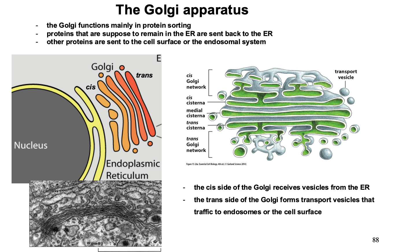 <p>Its main function is protein sorting</p>
