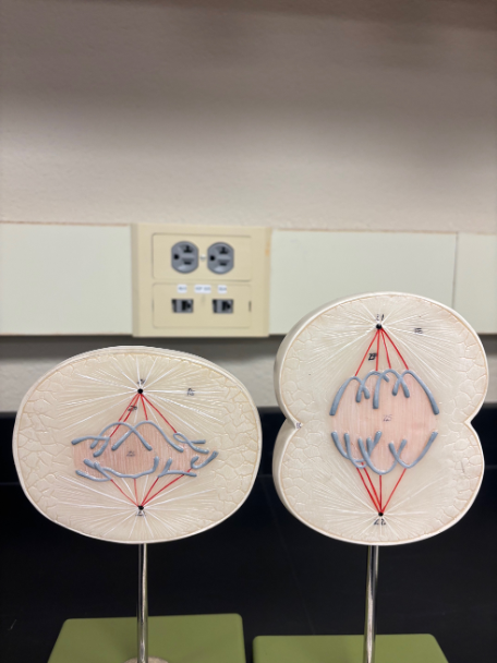 <p>What stage of mitosis is this? </p>