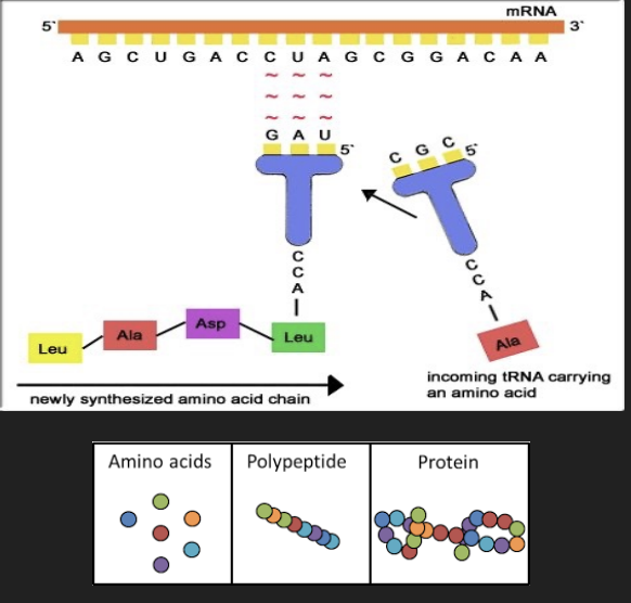 <p>Translation: synthesis of amino acid sequence (protein) from mRNA template</p><ul><li><p>1st: mRNA strand is read in units of three bases (codons) that are matched to tRNA anti-codons</p></li><li><p>2nd: Each anti-codon is attached to an amino acid</p></li><li><p>3rd: mRNA strands are “read” to create amino acid chains (polypeptide) which join to form protein</p></li></ul><p>*Create immunity in our bodies during the translation process</p>