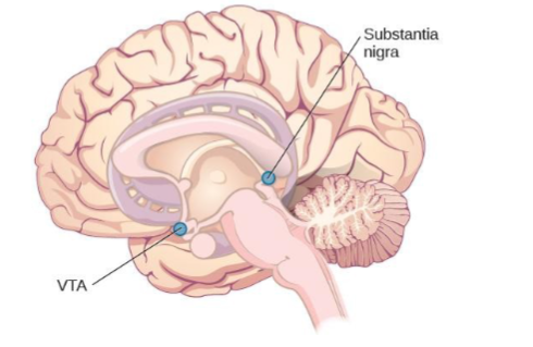 <p>Substantia Nigra</p>