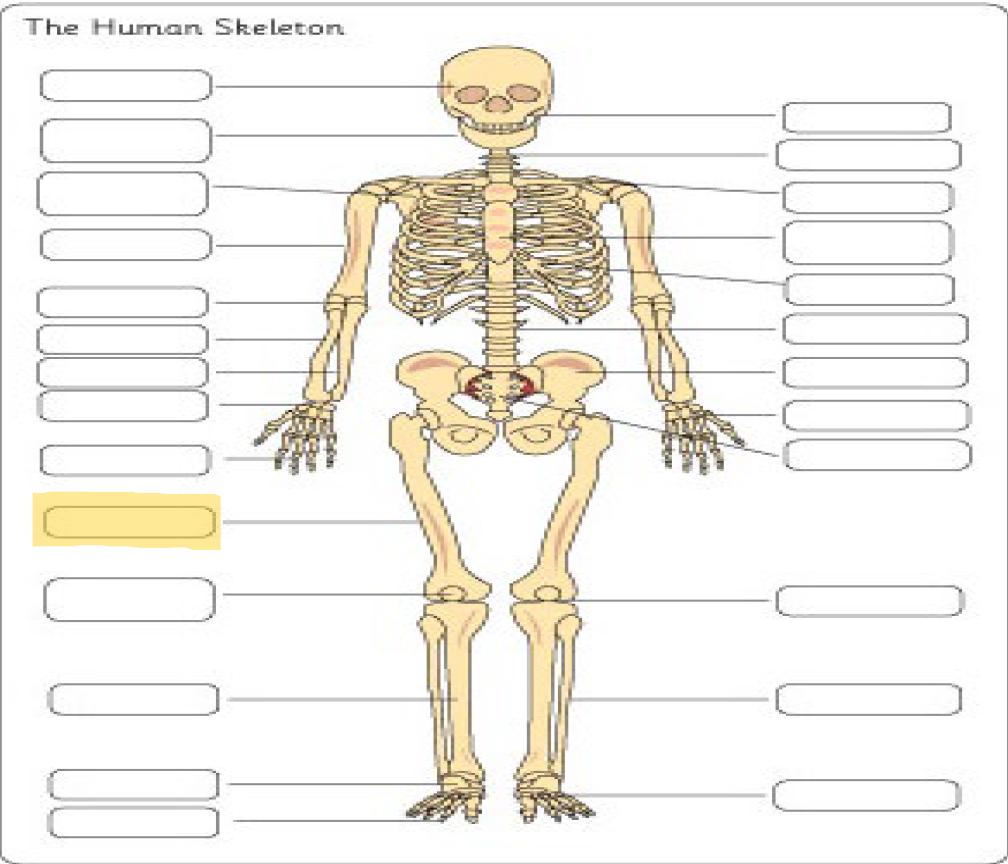 <p>What is this Bone?</p>