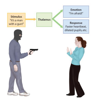 <p>A theory where the stimulus/event activates the thalamus (processes the sensory information), which <strong>simultaneously activates </strong>the <mark data-color="yellow" style="background-color: yellow; color: inherit">feeling component / emotion experience</mark> (cerebral cortex) &amp; the <mark data-color="yellow" style="background-color: yellow; color: inherit">physiological response/expression</mark> of the emotion via stimulating the rest of the body (brainstem) </p>