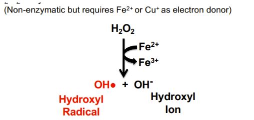 fenton reaction