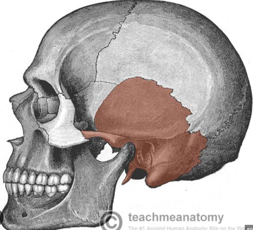 <p>(thin &amp; flat like a fish’s scale): flaring, flat part of bone; joins parietal bone @ squamous suture</p>