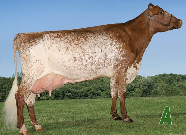 <ul><li><p>Originated in Great Britain</p></li><li><p>Vary in red, white &amp; roan</p></li><li><p><strong>Will be on the lwoer end of production</strong></p></li></ul><p></p>