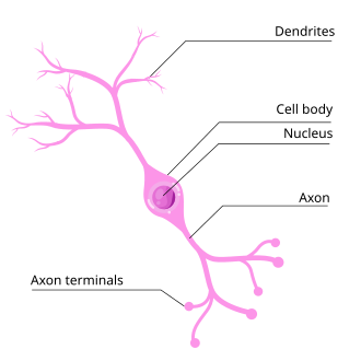<p>Neuron with two neurites extending from the soma</p>