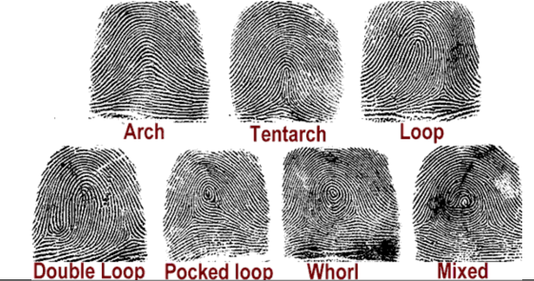 <ul><li><p>Arch - The fingerprint pattern that has ridges beginning at one side of the fingerprint and running completely to the other side of the fingerprint without a backwards turn.</p></li><li><p>Loop - The fingerprint pattern that contains ridge lines that enter on one side of the fingerprint, run towards the middle of the print, and then curve backwards to exit on the same side from which they entered the pattern.</p></li><li><p>Whorl - The fingerprint pattern where the ridges complete at least one 360° “circuit”, although not always forming a regular circular pattern.</p></li></ul>