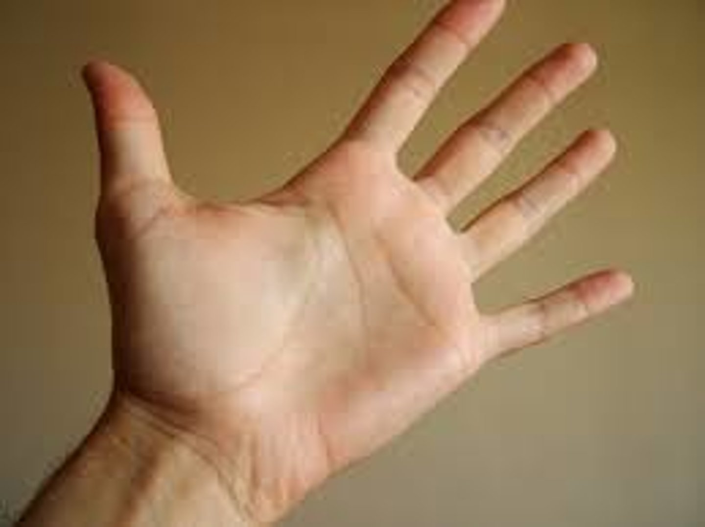 <p>shǒuzhǎng-palm</p>