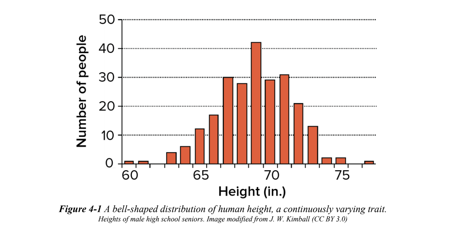 <p>A trait that is characterized by values on a continous scale, rather than being controlled by a single locus.</p><p>a range of variation</p><p>most populations have a trait value around the mean value and there are fewer indiviudals with trait values </p><p>Ex. height, weight, length and hair density</p>