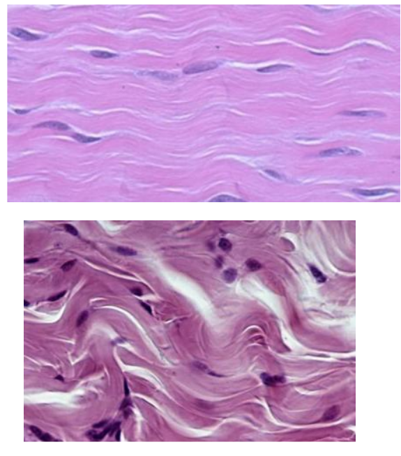 <p>What type of CELL is seen in these 2 tissues?</p>