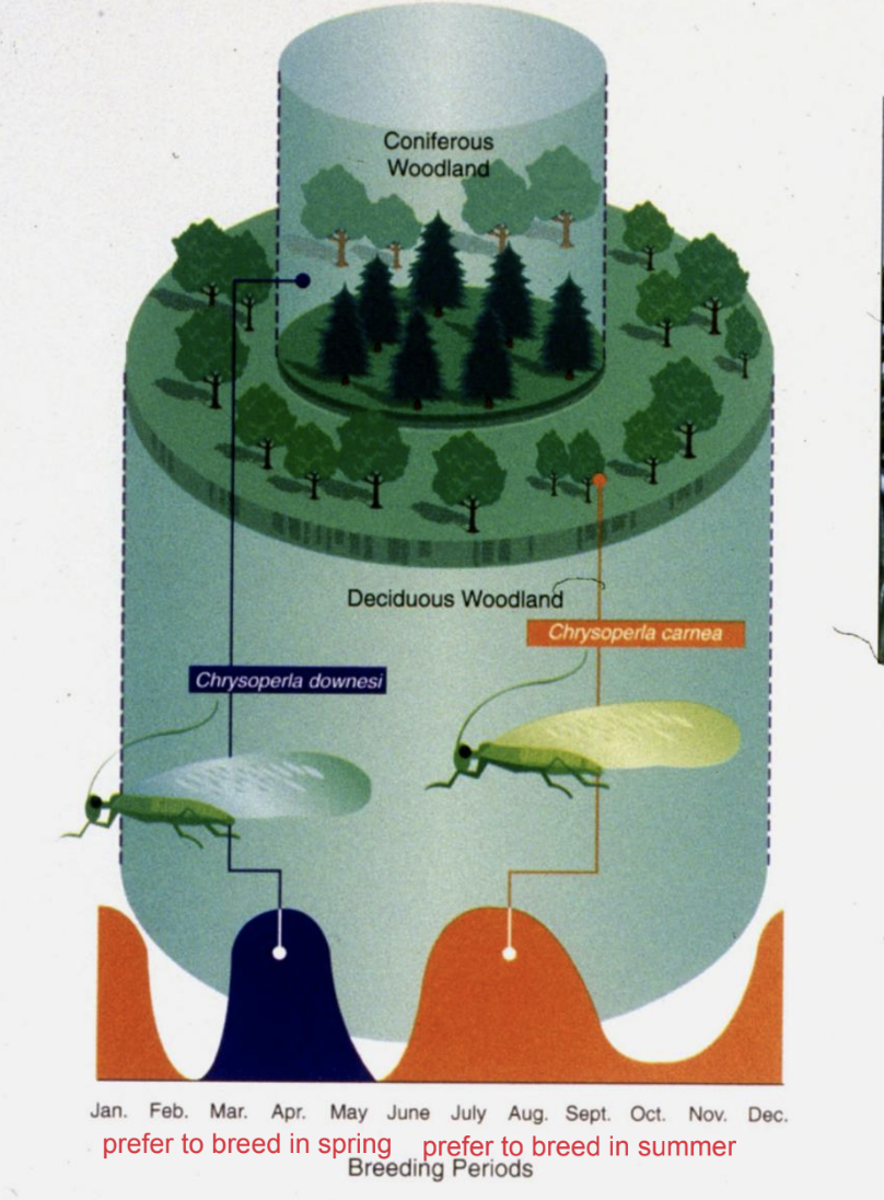<p>Sympatric speciation</p>