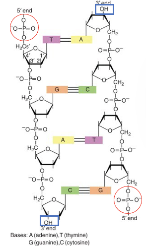 <ul><li><p><span>Each DNA strand has two ends: <u>5’ and 3’.</u></span></p></li><li><p><span>5’ (five prime) and 3’:</span></p><ul><li><p><span>5' carbon has a phosphate group attached to it.</span></p><ul><li><p>Picture = the one circled red.</p></li></ul></li><li><p><span>3' carbon a hydroxyl (-OH) group.</span></p><ul><li><p>Picture = the one in the blue box.</p></li></ul></li></ul></li><li><p><span>DNA polymerase (helps DNA replication) works in a 5' -&gt; 3' direction.</span></p><ul><li><p><span>DNA polymerase: enzyme, it recognizes the free -OH groups on the 3’ end and works from there to start the DNA synthesis. Synthesized DNA is always from 5’ to 3’.</span></p></li></ul></li></ul><p></p>