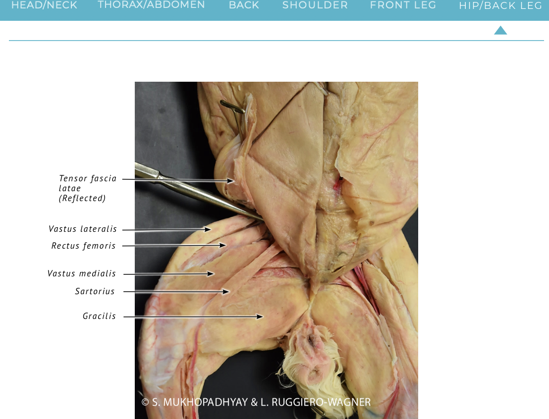 <p><span><span>knee </span></span><strong>extension</strong></p>