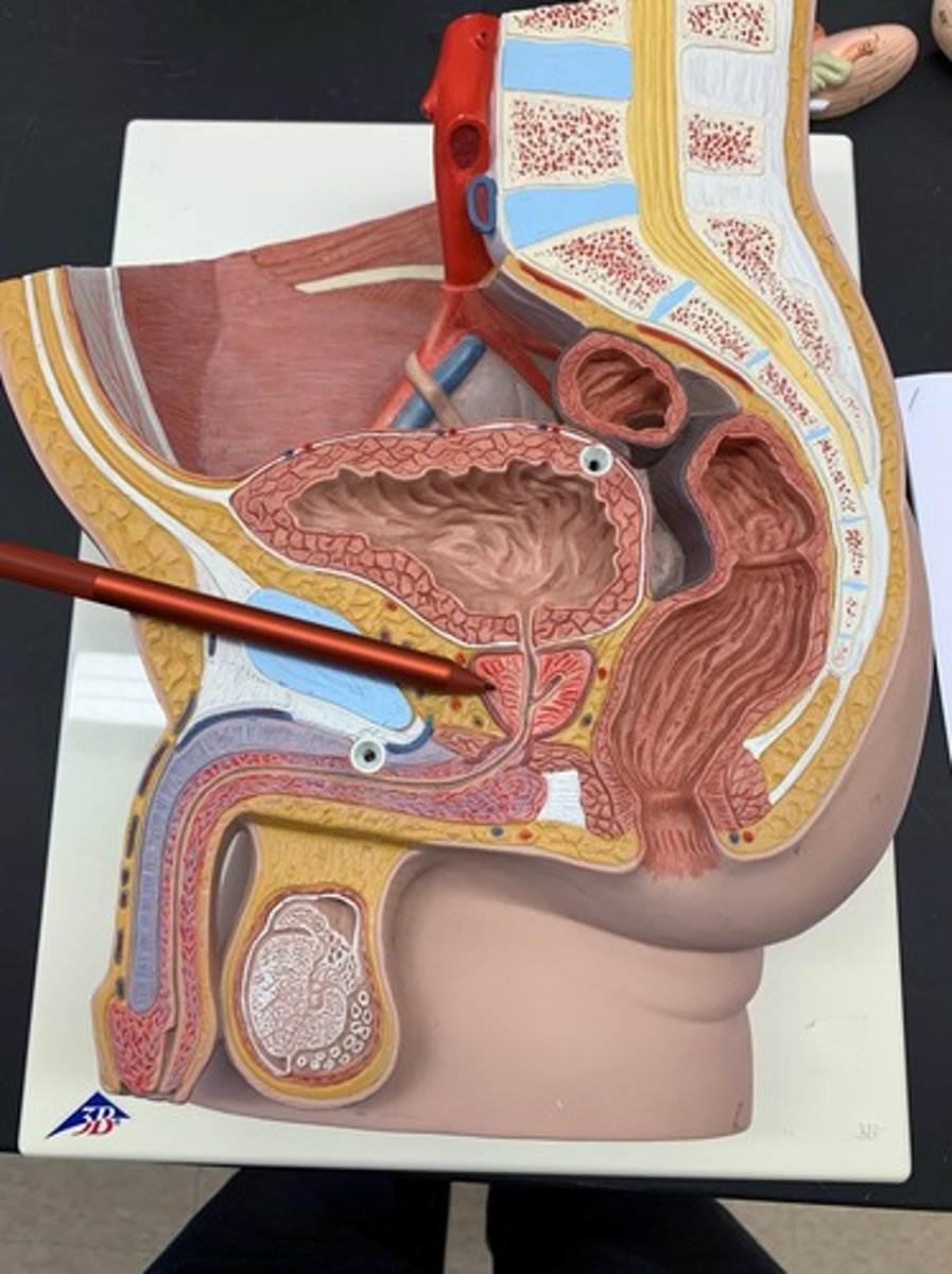 <p>a gland surrounding the neck of the bladder in male mammals and releasing prostatic fluid.</p>