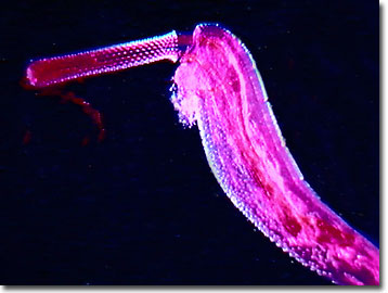 <ul><li><p>Kingdom: Animalia, Phylum: Acanthceophala</p></li><li><p>Long, not segmented, contain spiny proboscis used to attach to host tissue​</p></li><li><p>Lack an alimentary canal, absorb food through tegument ​</p></li><li><p>Very uncommon to see adult parasites​</p></li><li><p>Most often seen in GI tract​</p></li><li><p>Eggs can be seen in fecal flotation</p></li></ul><p></p>