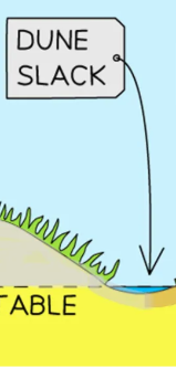 <ul><li><p>The dip between sand dunes </p></li><li><p>Moist or entirely filled with water</p></li><li><p>Nutrient-rich and home to a variety of plants and animals&nbsp;</p></li></ul><p></p>